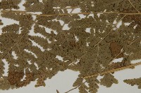 腫足蕨藏品圖，第5張