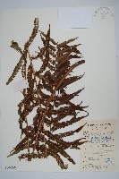 普通假毛蕨藏品圖，第1張