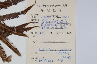 普通假毛蕨藏品圖，第2張