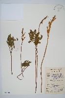 陰地蕨藏品圖，第1張