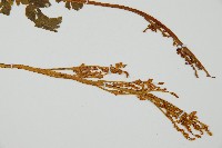 陰地蕨藏品圖，第3張