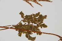 陰地蕨藏品圖，第4張