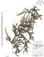 半邊羽裂鳳尾蕨藏品圖，第1張