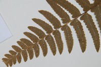 邊緣鱗蓋蕨藏品圖，第4張