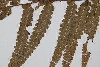 邊緣鱗蓋蕨藏品圖，第5張