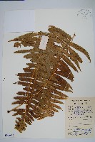 友水龍骨藏品圖，第1張