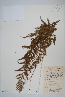 密腺副金星蕨藏品圖，第1張