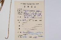 密腺副金星蕨藏品圖，第2張