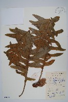 團葉槲蕨藏品圖，第1張