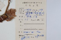 團葉槲蕨藏品圖，第2張