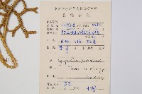 日本石松藏品圖，第2張