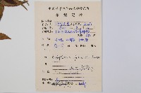 福建蓮座蕨藏品圖，第1張