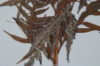 東方狗脊蕨藏品圖，第2張