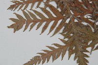 東方狗脊蕨藏品圖，第3張