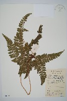 細葉複葉耳蕨藏品圖，第1張