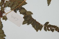 細葉複葉耳蕨藏品圖，第3張