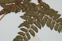 細葉複葉耳蕨藏品圖，第4張