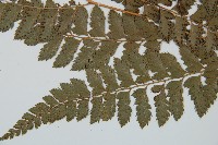 細葉複葉耳蕨藏品圖，第5張