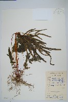 鳳尾蕨藏品圖，第1張