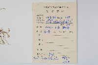 鳳尾蕨藏品圖，第2張