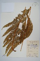 溪鳳尾蕨藏品圖，第1張