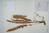 腎蕨藏品圖，第1張