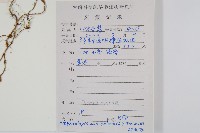 腎蕨藏品圖，第2張