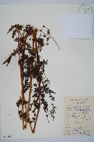 華南鱗蓋蕨藏品圖，第1張