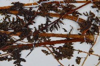 華南鱗蓋蕨藏品圖，第6張