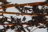 華南鱗蓋蕨藏品圖，第7張