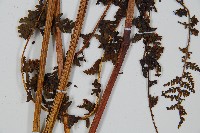 華南鱗蓋蕨藏品圖，第8張