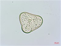 華南鱗蓋蕨藏品圖，第2張