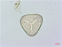 華南鱗蓋蕨藏品圖，第3張