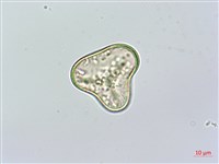 華南鱗蓋蕨藏品圖，第4張