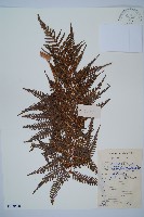 登錄號:P008680藏品圖，第1張