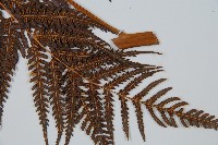 登錄號:P008680藏品圖，第3張