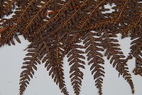 登錄號:P008680藏品圖，第4張