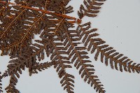 登錄號:P008680藏品圖，第5張