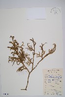 燈龍草藏品圖，第1張