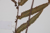 虎克氏鱗蓋蕨藏品圖，第3張