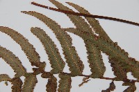 虎克氏鱗蓋蕨藏品圖，第4張