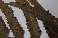 虎克氏鱗蓋蕨藏品圖，第5張