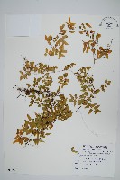 小葉海金沙藏品圖，第1張