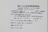 小葉海金沙藏品圖，第2張