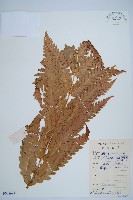 日本狗脊蕨藏品圖，第1張