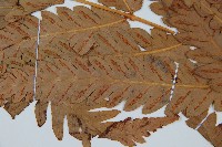 日本狗脊蕨藏品圖，第4張