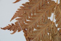 日本狗脊蕨藏品圖，第5張