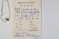 鐮形假毛蕨藏品圖，第2張