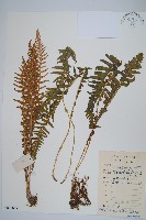 翅軸假金星蕨、短柄卵果蕨藏品圖，第1張