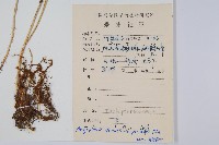 翅軸假金星蕨、短柄卵果蕨藏品圖，第2張